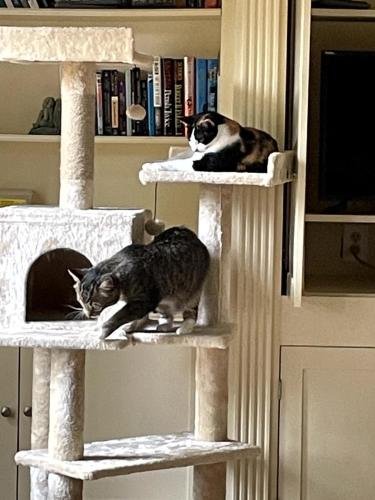 20250204 190933261 iOS